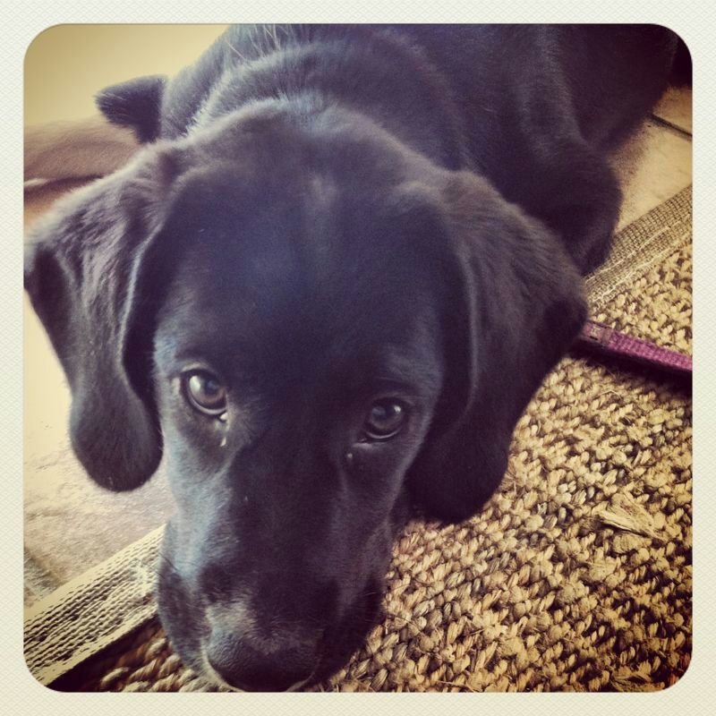 Mi bb perro